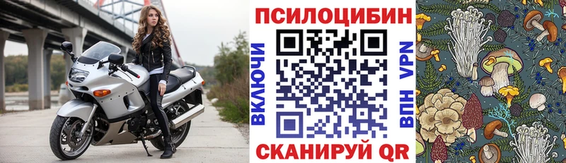 как найти   Багратионовск  Галлюциногенные грибы MAGIC MUSHROOMS 